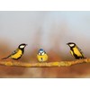 Evergreen Farm and Garden Birdseed Cylinders with Hole - Bird