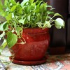 ATT Southern 077089 8" Wisteria Planter, Oxblood Red 8"