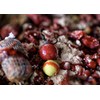 Tandem Baits Carp Feed Fishing Food Pop Ups Boilies Zig