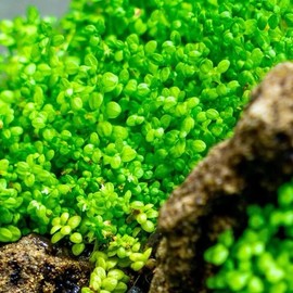 Hemianthus Callitrichoides