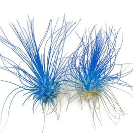 Thin Air Plant, Guatemala Tillandsia Live Airplant, Healthy Arrival Guaranteed, Great Indoor Plant, Home Decor & Gift (2 Blue)