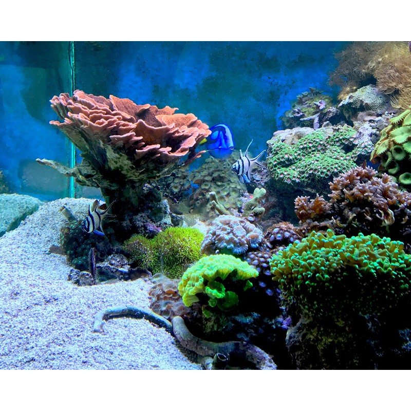 Seachem Seagel 1 Liter