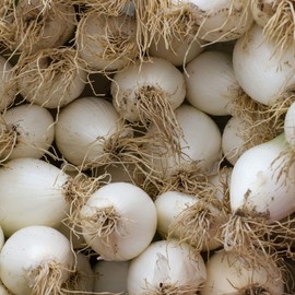 Onion Seeds - Early White Grano PRR - 1 Lb ~144,000 Seeds - Allium cepa - Farm & Garden Vegetable Seeds - Non-GMO, Heirloom, Open Pollinated, Annual