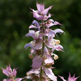 Aromatics International Premium Organic Clary Sage Essential Oil 5ml | 100% Pure Essential Oil for Diffusion & Aromatherapy