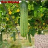 Treevale Cucumber Seeds, Asia Summer Cucumber Seeds | NON-GMO, Organic