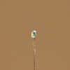 Miniature 0.1mm Copper Wire Wire SMD 0603 Chip LED Red