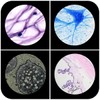 Plastic Prepared Microscope Slides for Kids, Cainda 60pcs Animals Insects