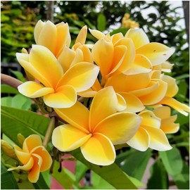 3 Pack of Fresh Aztec Gold Plumeria Plant Yellow Flower Peach Fragrance (Three Cuttings) - Frangipani Hawaiian Lei Flower USA Live
