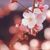 Katarabe White Plum Approx. 3.5 oz (100 g) Incense Sticks