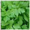 Everwilde Farms - 1/4 Lb Lovage Herb Seeds - Gold