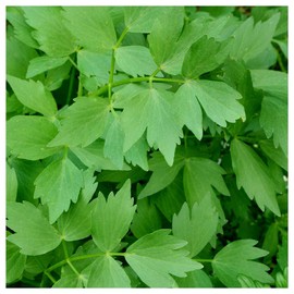 Everwilde Farms - 1/4 Lb Lovage Herb Seeds - Gold Vault