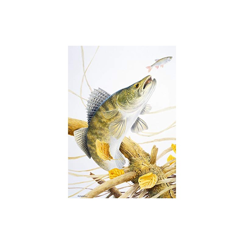 Freshwater fish fishing greeting card. Zander by Maurice Pledger