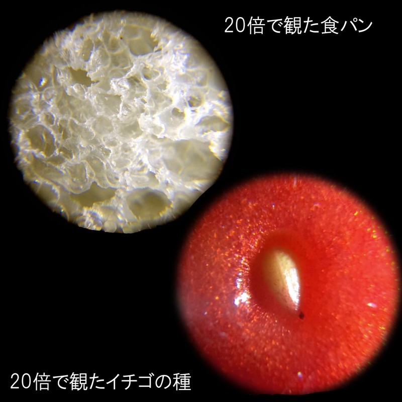 Raymay Fujii RXT150P Handy Petit Microscope, 20x, Pink