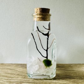 Toss Rocks Marimo Moss Ball Terrarium Kit