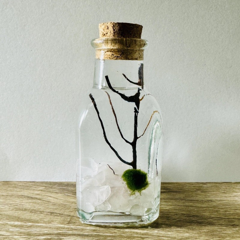 Toss Rocks Marimo Moss Ball Terrarium Kit