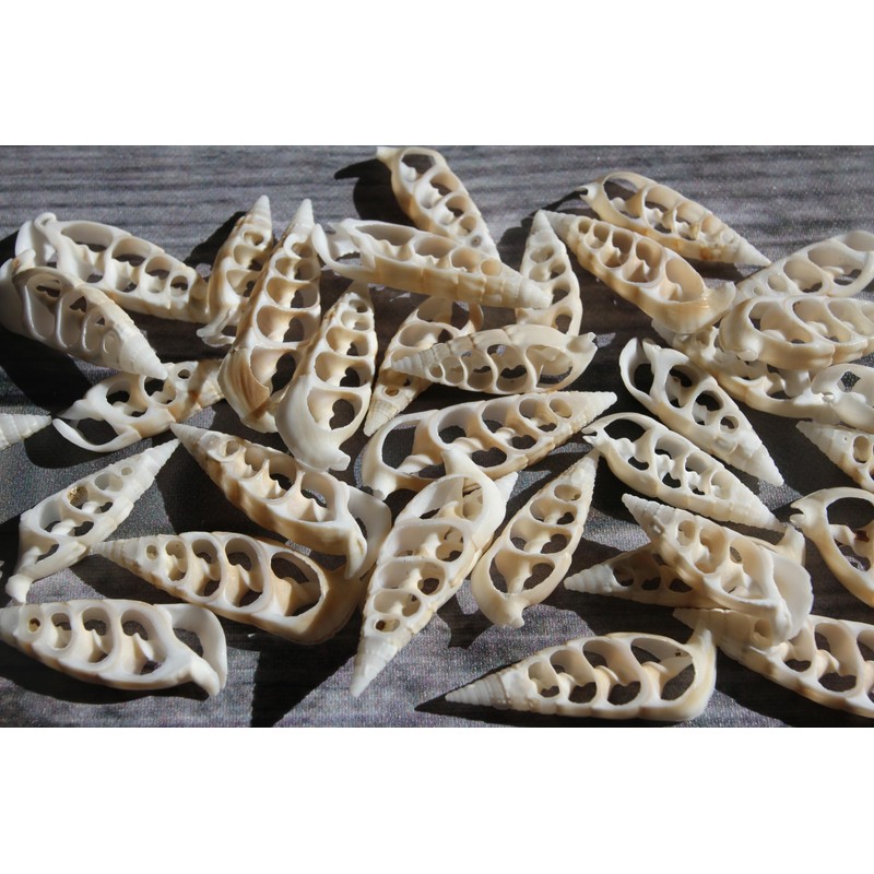 10pc Natural Cerithium Vertagus Seashells, Sliced Cut, 1.5-2 inch, White