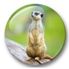 Merchandise for Fans 01 Fridge Magnets Meerkat Set of 6