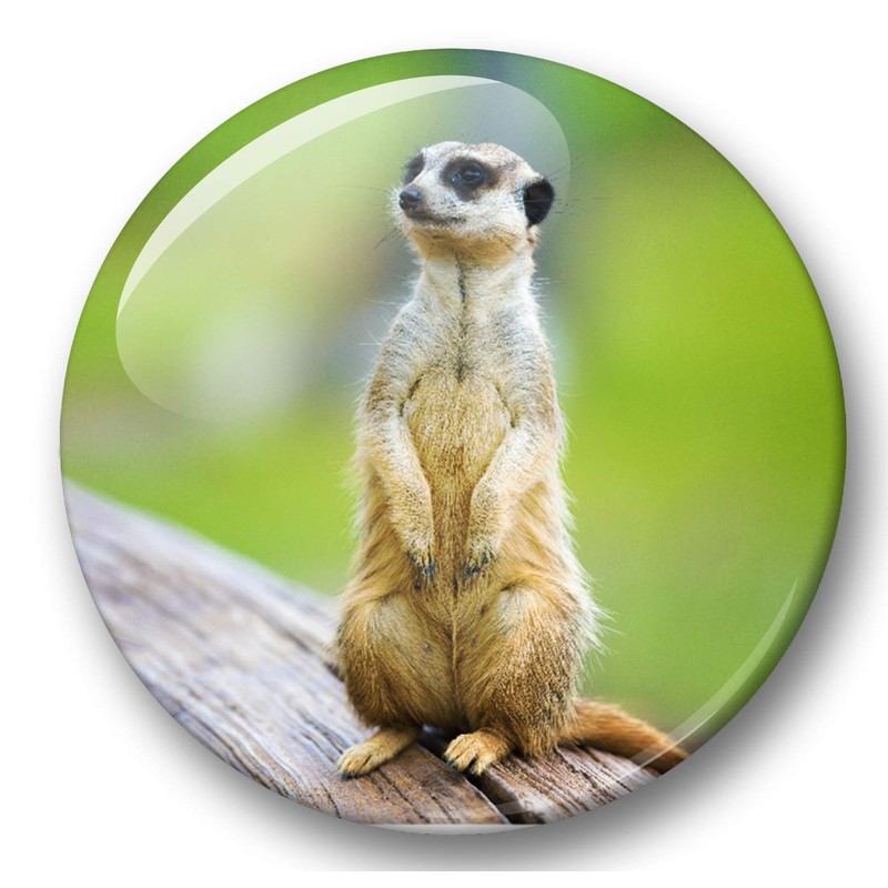 Merchandise for Fans 01 Fridge Magnets Meerkat Set of 6
