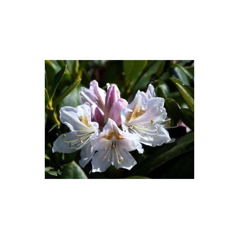 Cunningham's White Rhododendron - 4" Pot