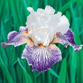 Crows Feet Bearded Iris Plant Potted - Fragrant Bicolor White Purple Striped Flowers - Easy to Grow Garden Perennial