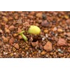 SAFLAX - Organic - Bean - Edamame - 8 Seeds