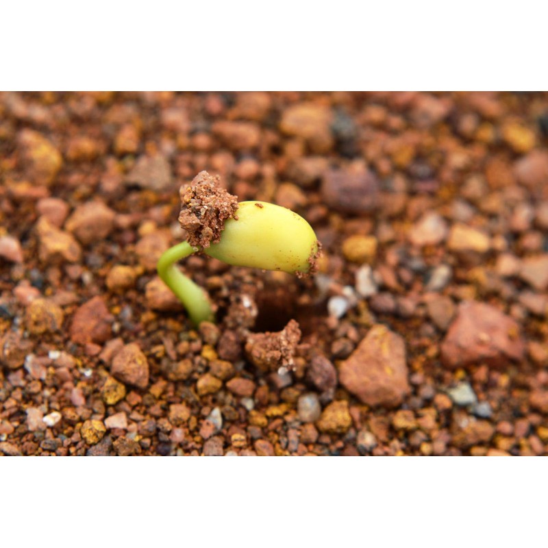 SAFLAX - Organic - Bean - Edamame - 8 Seeds