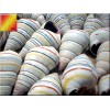 6 Real Haitian Tree Snail Shells (Striped Candy Snail) 1-2"