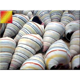 6 Real Haitian Tree Snail Shells (Striped Candy Snail) 1-2" Beach Crafts Ocean