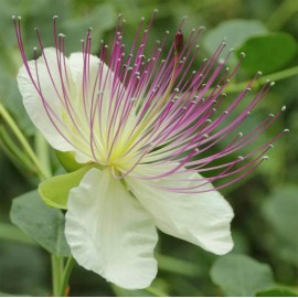 Buy Rare Seeds Capparis spinosa | Spineless Caper Bush | Flinders Rose | 50_Seeds