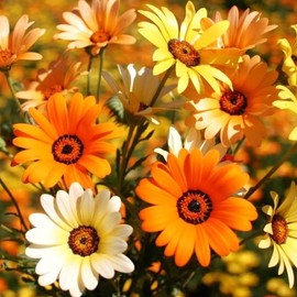 TomorrowSeeds - African Mix Daisy Seeds - 1500+ Count - for 2025 Planting Cape Marigold Rain Namaqualand Yellow Orange Sunflower Dimorphotheca Annual Flower Grow Your Own Home Farm Patio Healthy