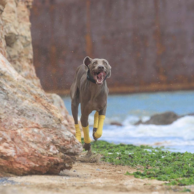 ROZKITCH Elbow Protectors, 2PCS Front Leg & 2PCS Back Leg