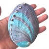 1 Piece Striped Abalone Shell, Abalone Shell Bowl 4-4.5 inches,