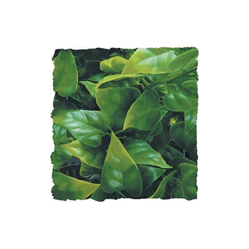 Zoo Med Naturalistic Bush Plant Mexican Phyllo, Large