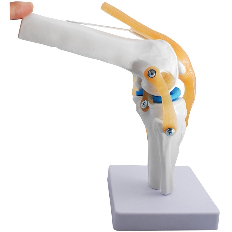 monolife Knee Joint Model, Knee Joints, Ligaments, Meniscus Model, Medical,