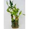 Jmbamboo - Live 10style Lucky Bamboo Plant Arrangement with Ceramic