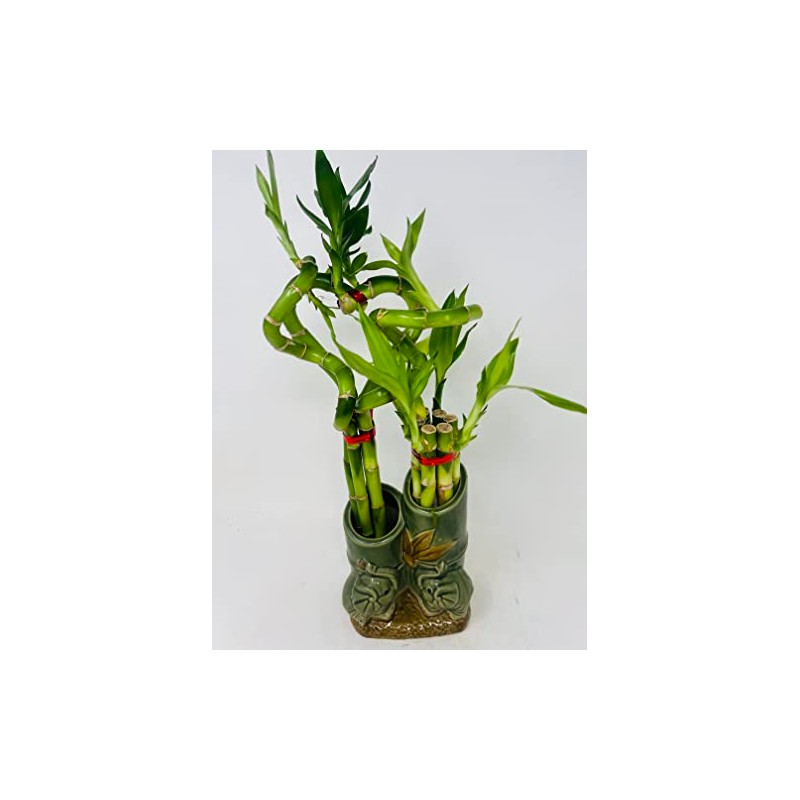 Jmbamboo - Live 10style Lucky Bamboo Plant Arrangement with Ceramic