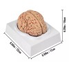 Vevor Cerebro Humano Modelo Anatomico Desarmable 9 Piezas