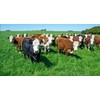 Jumbo Tetraploid Annual Ryegrass (5 Lbs.)