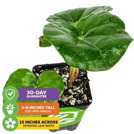 Tractor Seat Plant (Leopard Plant) – Farfugium Japonica VAR. Gigantea by Wellspring Gardens – Large Glossy Foliage – Shade-Loving Ornamental – Great for Containers & Landscaping (2-Pack)