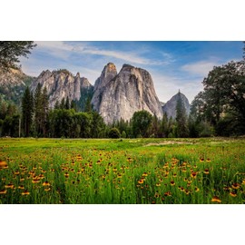 Nature Photography Print (Not Framed) Picture of Wildflowers at Cathedral Rocks in Yosemite National Park California Landscape Wall Art Sierra Nevada Decor (12" x 18")
