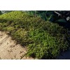 GARDENS OY VEY Fresh Sheet Moss. 3 to 5 lb.
