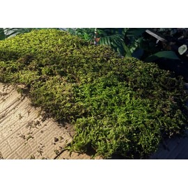 GARDENS OY VEY Fresh Sheet Moss. 3 to 5 lb. Box - Approx. 3.5 square ft.