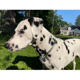 Dog Choker Collar for Large Dogs,Dog Choke Collars, Adjustable Metal Necklace Martingal Collar for Small Medium Big Animal L