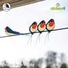 I Like Birds - 4 Swallows on Wire Window Stickers
