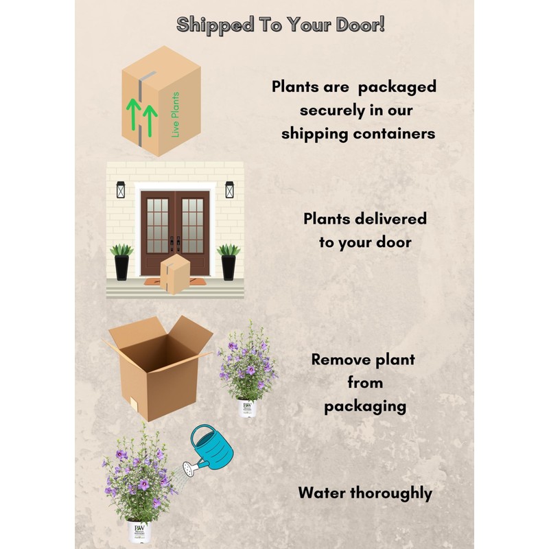 Proven Winners 2 Gal. Paraplu Violet Rose of Sharon (Hibiscus)