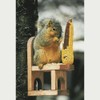 Songbird Essentials SE547 Squirrel Feeder Chair (Set of 1)