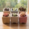 Yuvori 12-Pack 1.6" Modern Square Succulent Pots with Large Drainage