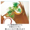 Kishima KH-61254 Artificial House Plants, Fake Green, Artificial Plants, Never