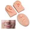 3D Nose and Mouth Model Silicone Ear Model Simulation Display