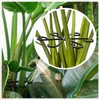 Pack of 8 Plant Support Shrub Holder, Plant Stem Holder,
